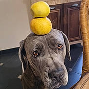 Roger participe au concours pour gagner de l'argent avec cette photo : dog, great_dane, apple, fruit, balancing, indoor, wooden_cabinet, wicker_chair, floor_tiles, pet, animal, brown_eyes, expression, still_life, portrait, domestic, cute, waiting, household, curious