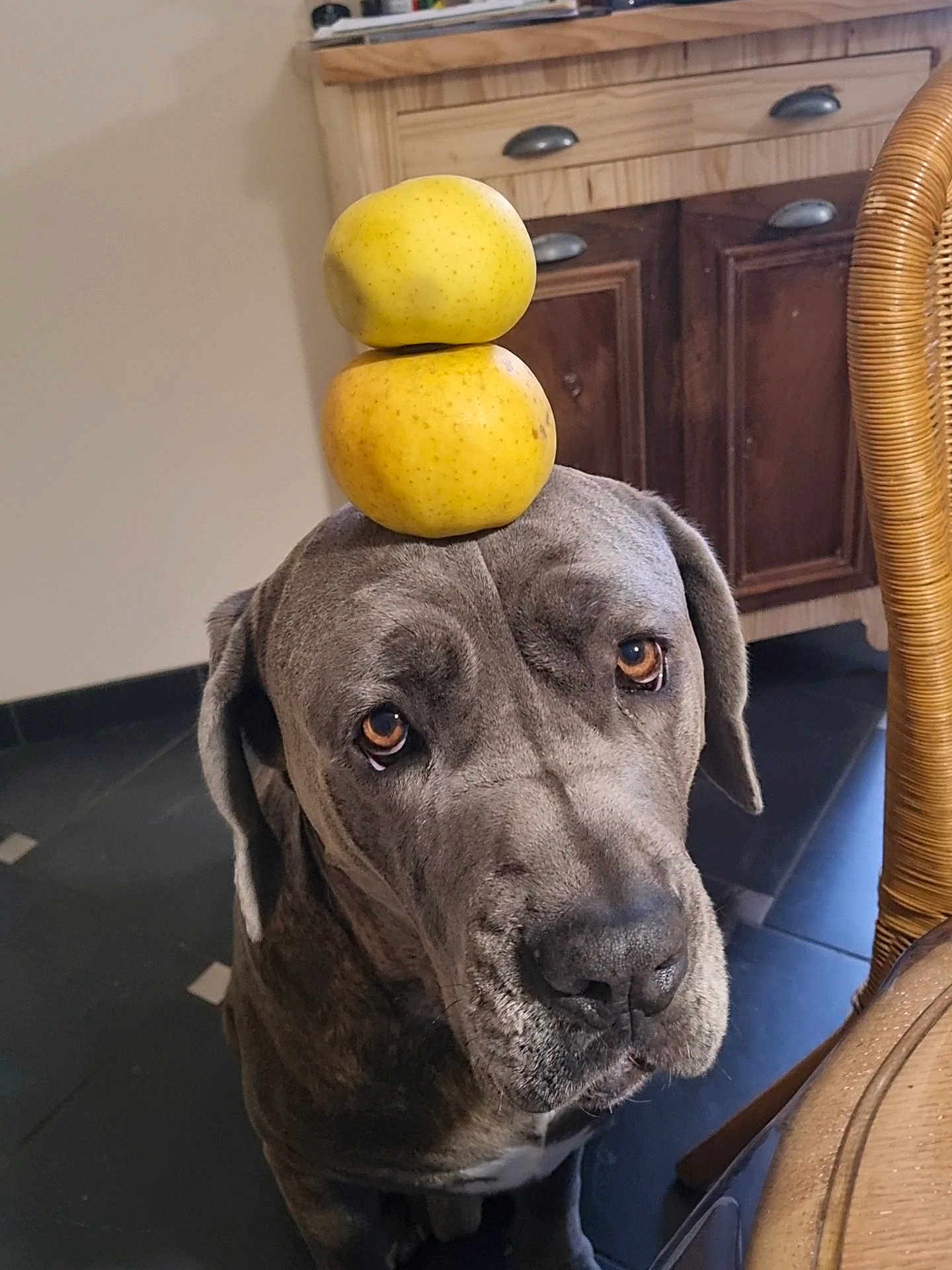 Roger participe au concours pour gagner de l'argent avec cette photo : dog, great_dane, apple, fruit, balancing, indoor, wooden_cabinet, wicker_chair, floor_tiles, pet, animal, brown_eyes, expression, still_life, portrait, domestic, cute, waiting, household, curious