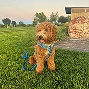 Jax joined the competition — help win amazing prizes! dog, puppy, grass, outdoor, park, harness, leash, sunset, greenery, cute, pet, canine, nature, animal, sitting, fur, playful, daylight, scenic, friendly