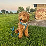 dog, puppy, grass, outdoor, park, harness, leash, sunset, greenery, cute, pet, canine, nature, animal, sitting, fur, playful, daylight, scenic, friendly