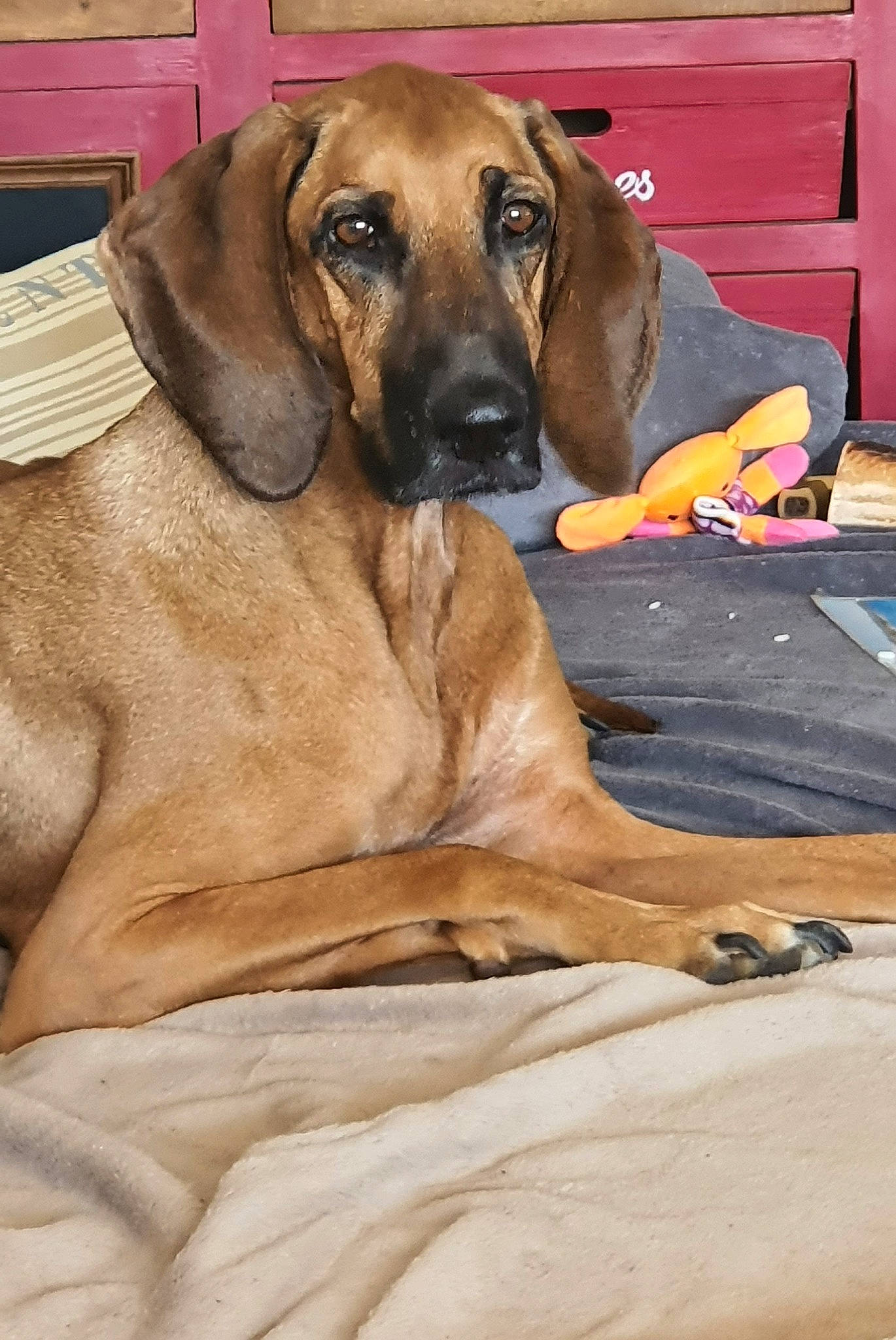 Mandchou a rejoint le concours — aidez-le/la à gagner de superbes lots ! carnivore, comfort, companion_dog, dog, dog_breed, dog_supply, fawn, hound, hunting_dog, liver, mammal, pet_supply, sitting, snout, sporting_group, terrestrial_animal, whiskers, wood, working_animal, working_dog