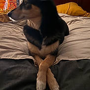 Sammi joined the competition — help win amazing prizes! dog, pet, bed, pillow, headboard, blanket, paws, fur, ears, snout, bedroom, cozy, indoor, resting, lying_down, looking_sideways, decorative_pillow, bedding, low_light, portrait