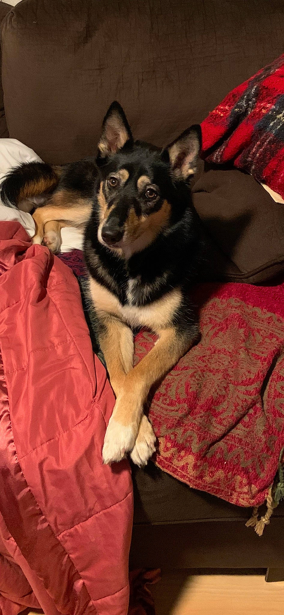 Sammi is registered to the contest to win money with this photo: canidae, carnivore, comfort, companion_dog, couch, dog, dog_breed, dog_supply, east_european_shepherd, fur, guard_dog, herding_dog, king_shepherd, linens, paw, snout, sporting_group, whiskers, working_animal, working_dog