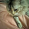 cat, tabby_cat, pet, feline, fluffy, whiskers, paw, bed, blanket, soft, resting, cute, animal, indoor, domestic_animal, fur, relaxed, sleepy, closeup, cozy