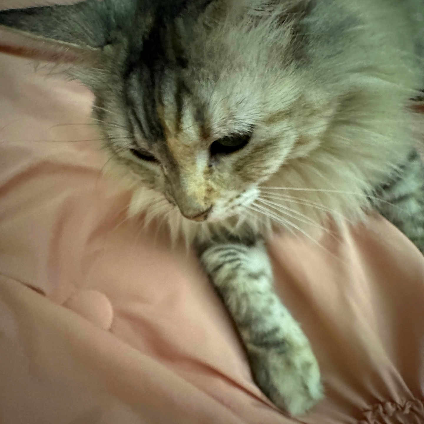 Lily is registered to the contest to win money with this photo: cat, tabby_cat, pet, feline, fluffy, whiskers, paw, bed, blanket, soft, resting, cute, animal, indoor, domestic_animal, fur, relaxed, sleepy, closeup, cozy