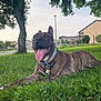 dog, brindle, grass, tongue_out, collar, tree, suburban, house, lamp_post, daytime, outdoor, pet, happy, canine, nature, relaxed, animal, panting, park, smiling