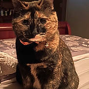 Ruby is registered to the contest to win money with this photo: cat, tortoiseshell, pet, indoor, bed, blanket, collar, feline, animal, cute, fur, sitting, looking, cozy, home, domestic, portrait, whiskers, ears, relaxed