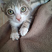 Yoda participe au concours pour gagner de l'argent avec cette photo : kitten, cat, animal, pet, paw, blanket, cozy, feline, closeup, green_eyes, curious, human_hand, indoor, soft_texture, young_cat, tabby, whiskers, cute, fur, resting