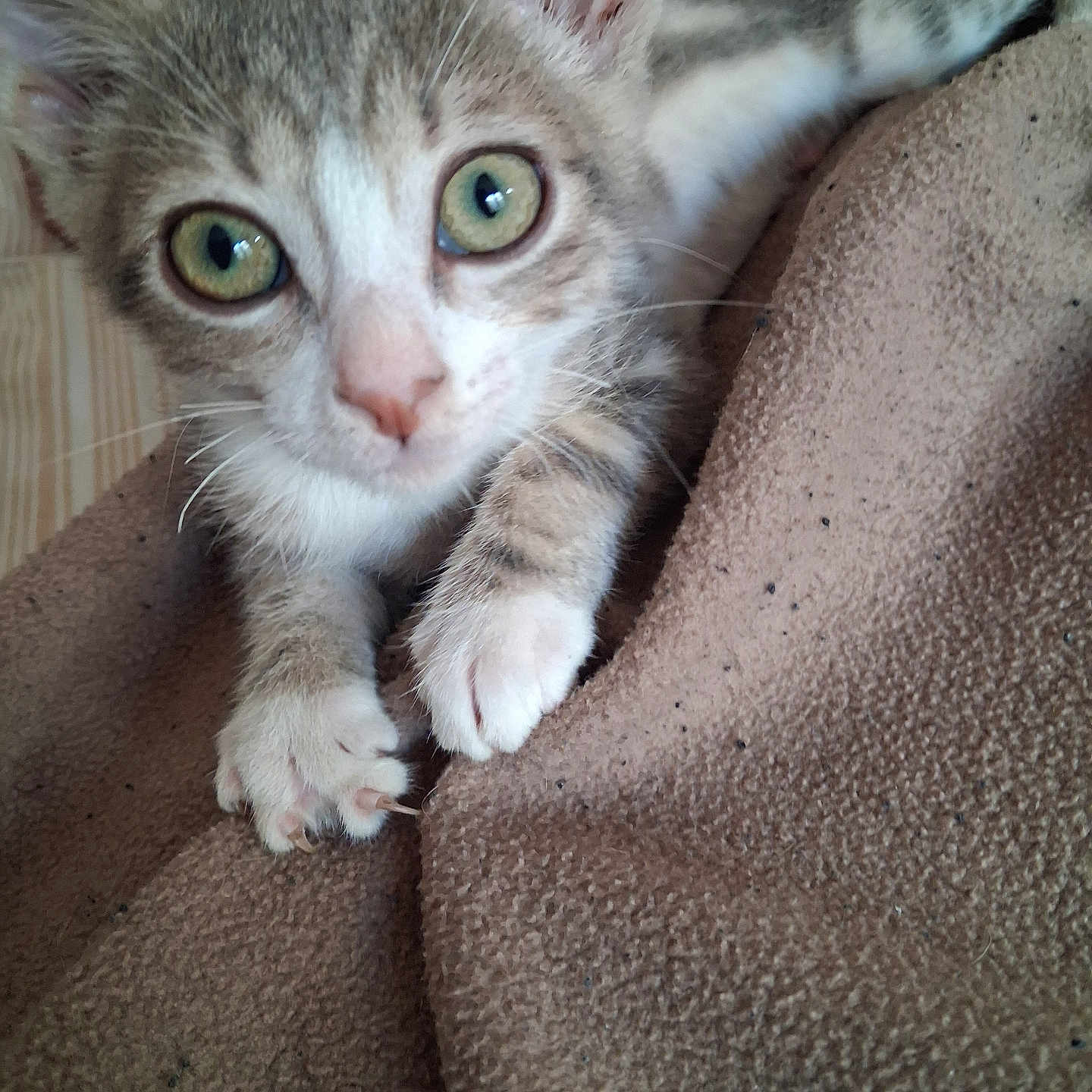 Yoda participe au concours pour gagner de l'argent avec cette photo : animal, blanket, cat, closeup, cozy, curious, cute, feline, fur, green_eyes, human_hand, indoor, kitten, paw, pet, resting, soft_texture, tabby, whiskers, young_cat