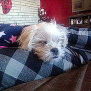 Rocky joined the competition — help win amazing prizes! dog, sleeping, blanket, checkered_pattern, white_fur, cozy, indoors, homedecor, stockings, stars, cushion, furniture, wall, shelf, ornaments, resting, pet, fur, comfort, relaxation