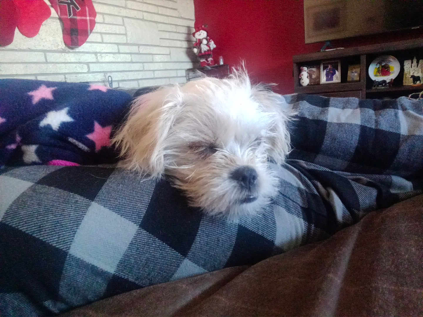 Rocky joined the competition — help win amazing prizes! dog, sleeping, blanket, checkered_pattern, white_fur, cozy, indoors, homedecor, stockings, stars, cushion, furniture, wall, shelf, ornaments, resting, pet, fur, comfort, relaxation