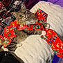 Toby is registered to the contest to win money with this photo: cat, tabby, fluffy, pet, wrapping_paper, mickey_mouse, blanket, plaid, bottle, dr_pepper, fur, paws, indoor, carpet, relaxed, cute, playful, home, cozy, feline