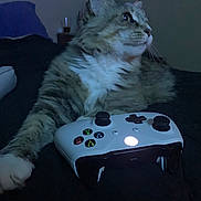 Toby is registered to the contest to win money with this photo: cat, tabby, gaming_controller, indoor, pet, animal, fur, whiskers, paw, relaxed, electronics, dark_background, side_view, domestic_cat, technology, gamer, leisure, feline, household, closeup
