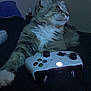 cat, tabby, gaming_controller, indoor, pet, animal, fur, whiskers, paw, relaxed, electronics, dark_background, side_view, domestic_cat, technology, gamer, leisure, feline, household, closeup
