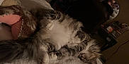 Toby is registered to the contest to win money with this photo: cat, sleeping, fluffy, bed, blanket, cozy, indoor, feline, pet, resting, fur, paws, mirror, reflection, furniture, home, relaxed, cute, animal, domestic