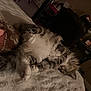 cat, sleeping, fluffy, bed, blanket, cozy, indoor, feline, pet, resting, fur, paws, mirror, reflection, furniture, home, relaxed, cute, animal, domestic