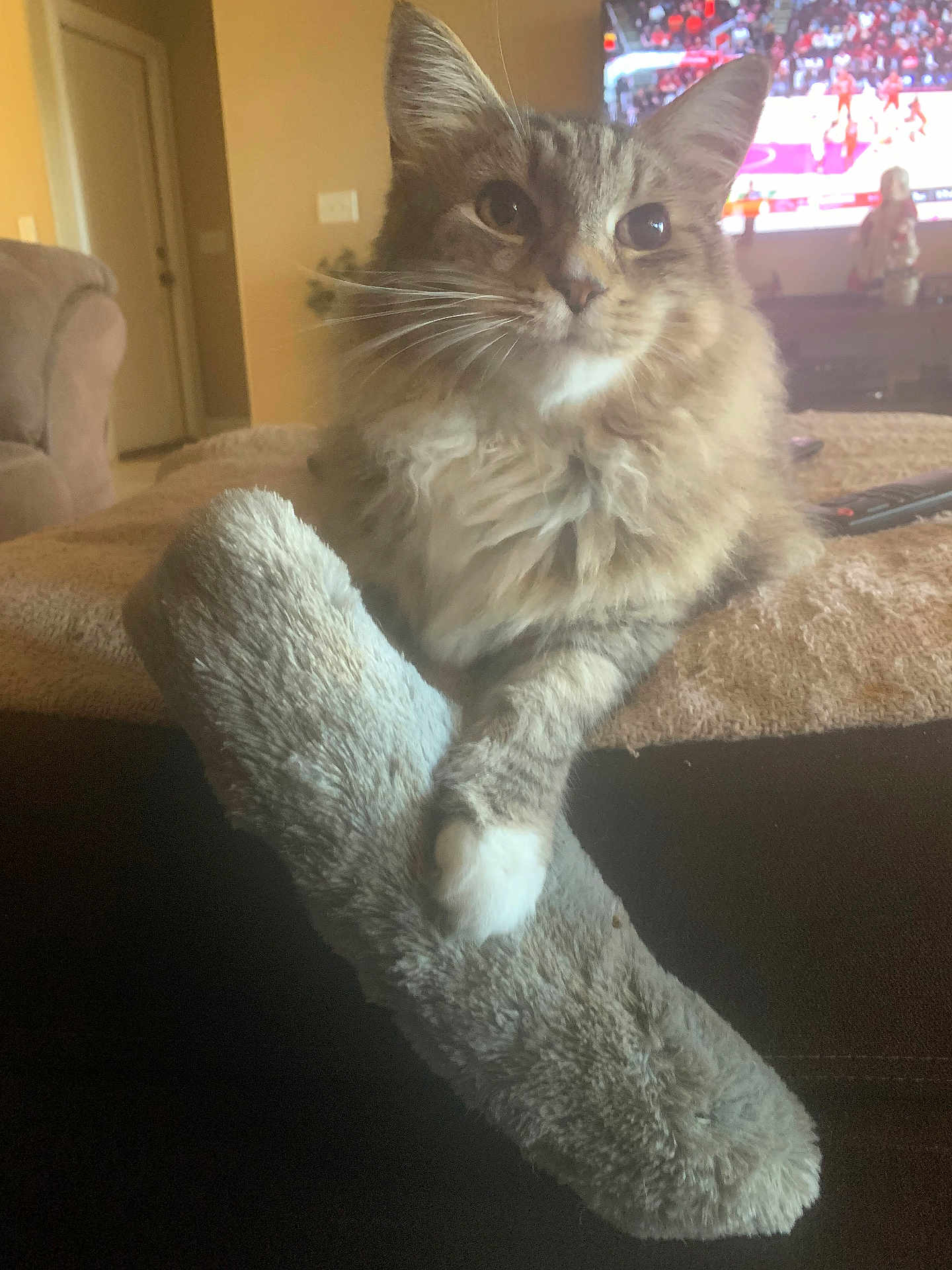 Toby