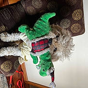 Rocky is registered to the contest to win money with this photo: carmine, christmas, christmas_decoration, christmas_eve, christmas_ornament, costume, costume_hat, event, fictional_character, fur, hat, holiday, holiday_ornament, natural_material, ornament, room, santa_claus, sleeve, stuffed_toy, toy