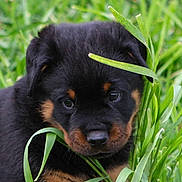 Zayne is registered to the contest to win money with this photo: adorable, animal, black, brown, closeup, cute, dog, eyes, fur, grass, green, leaf, nature, outdoor, pet, portrait, puppy, rottweiler, snout, young