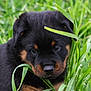 adorable, animal, black, brown, closeup, cute, dog, eyes, fur, grass, green, leaf, nature, outdoor, pet, portrait, puppy, rottweiler, snout, young