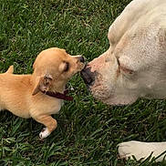 Simon And Bitsey is registered to the contest to win money with this photo: dog, puppy, grass, outdoor, animal, pet, nose_touch, cute, white_dog, tan_puppy, collar, closeup, friendship, playful, adorable, mammal, nature, companions, snout, grass_field