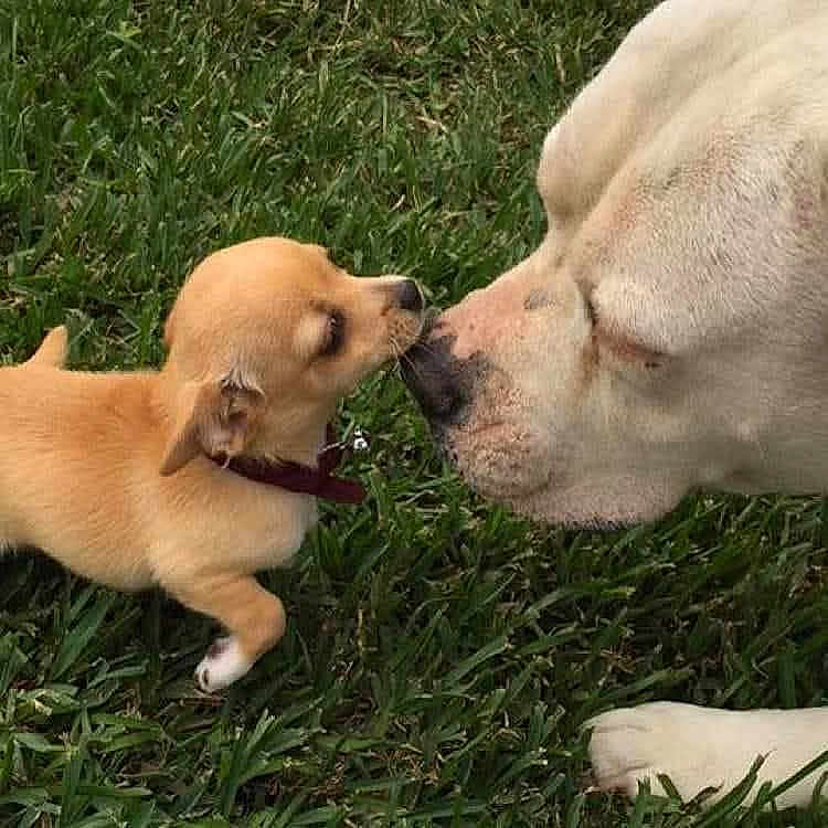 Simon And Bitsey is registered to the contest to win money with this photo: dog, puppy, grass, outdoor, animal, pet, nose_touch, cute, white_dog, tan_puppy, collar, closeup, friendship, playful, adorable, mammal, nature, companions, snout, grass_field