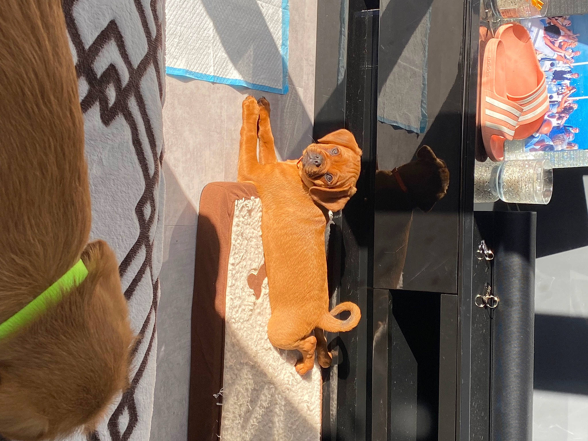 Biggie joined the competition — help win amazing prizes! art, event, facade, flooring, fun, headgear, metal, mural, orange, pattern, room, rope, street, street_fashion, stuffed_toy, textile, toy, visual_arts, wall, wood
