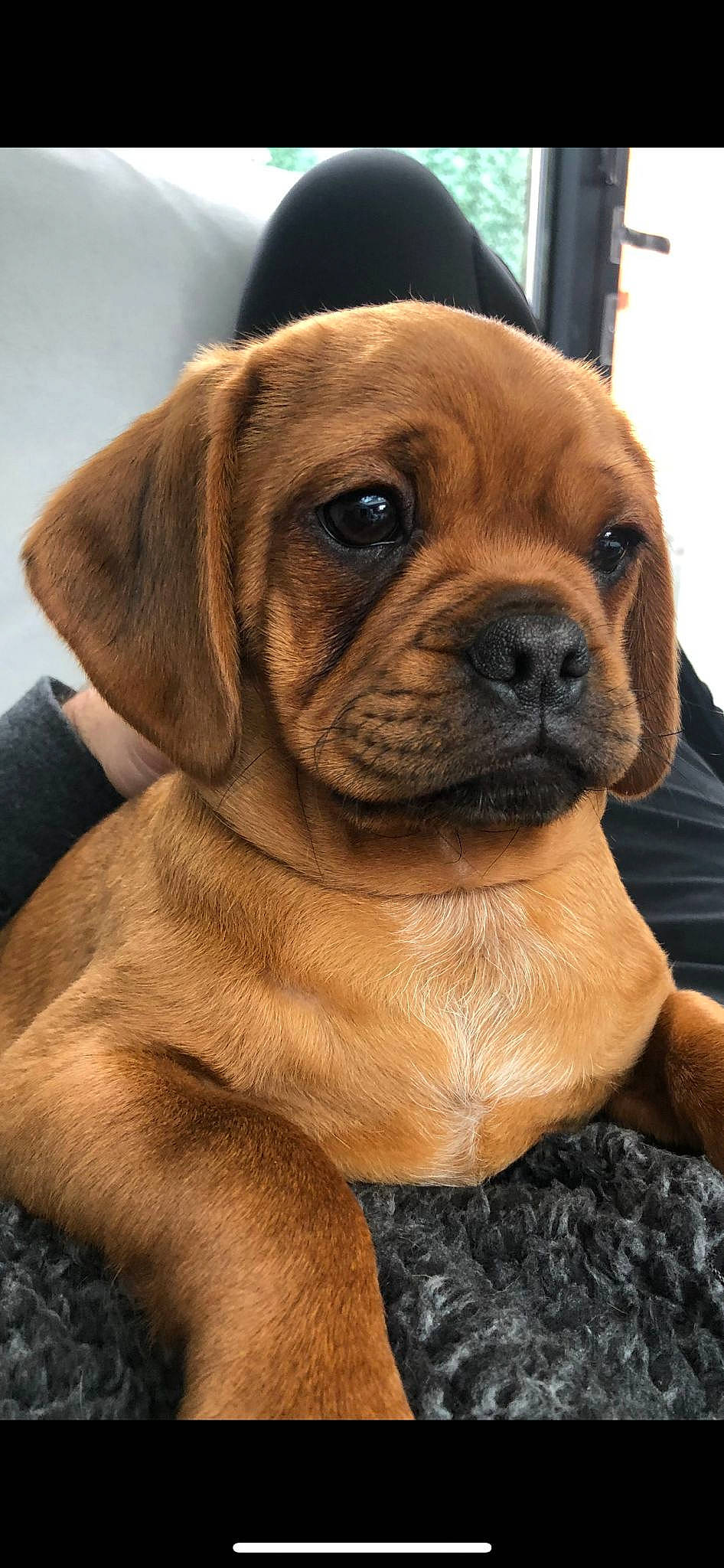 Biggie is registered to the contest to win money with this photo: ancient_dog_breeds, canidae, carnivore, collar, companion_dog, dog, dog_breed, dog_collar, fawn, fur, liver, molosser, non_sporting_group, puppy, snout, sporting_group, whiskers, working_animal, working_dog, wrinkle