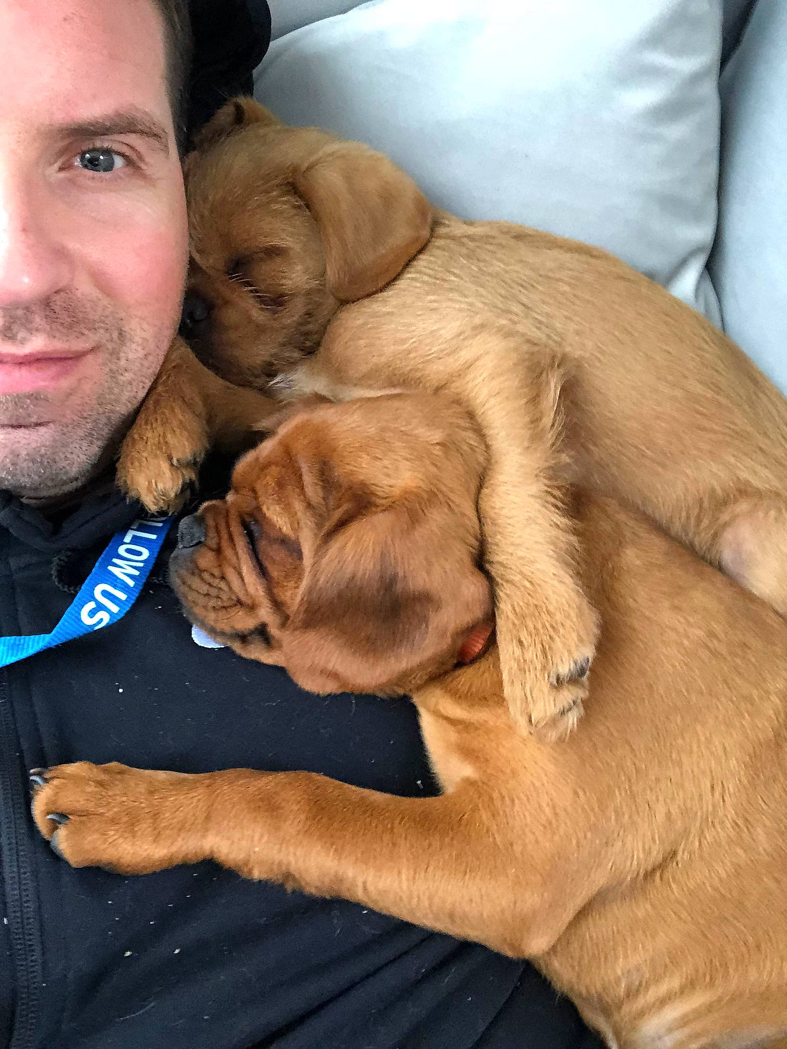 Thor is registered to the contest to win money with this photo: beard, canidae, carnivore, comfort, companion_dog, dog, dog_breed, ear, fawn, fur, gesture, happy, liver, puppy_love, smile, snout, sporting_group, whiskers, working_animal, wrinkle