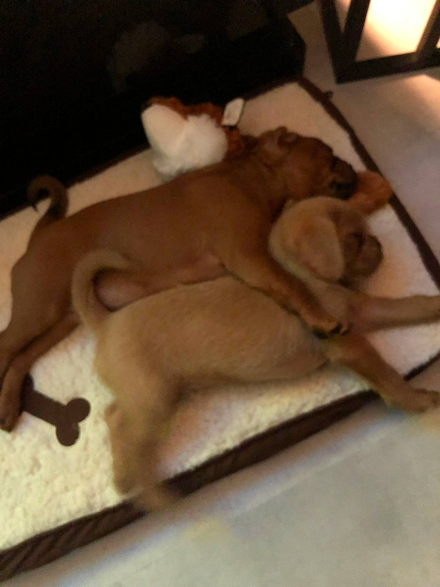 Thor joined the competition — help win amazing prizes! bedding, canidae, comfort, companion_dog, dish, dog, dog_bed, dog_breed, fawn, felidae, fur, ingredient, linens, nap, paw, pet_supply, sporting_group, tail, wood, working_animal