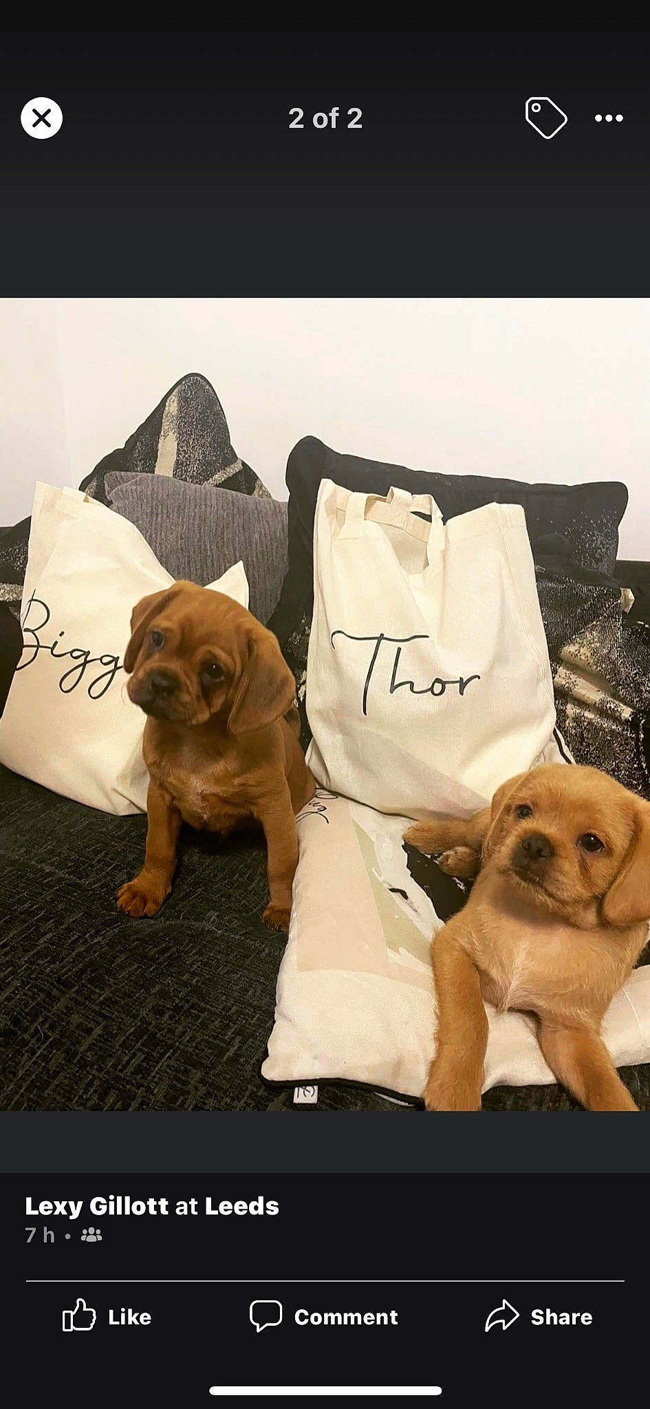 Thor is registered to the contest to win money with this photo: bedding, canidae, carnivore, comfort, companion_dog, dog, dog_breed, dog_supply, fawn, font, fur, linens, paw, pillow, room, snout, sporting_group, toy_dog, working_animal, wrinkle