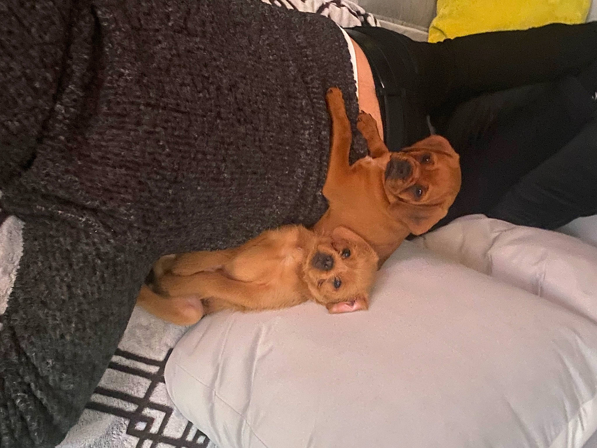 Thor joined the competition — help win amazing prizes! abdomen, chest, comfort, couch, elbow, event, fawn, fun, gesture, happy, human_body, human_leg, knee, linens, neck, sitting, smile, thigh, trunk, wrist