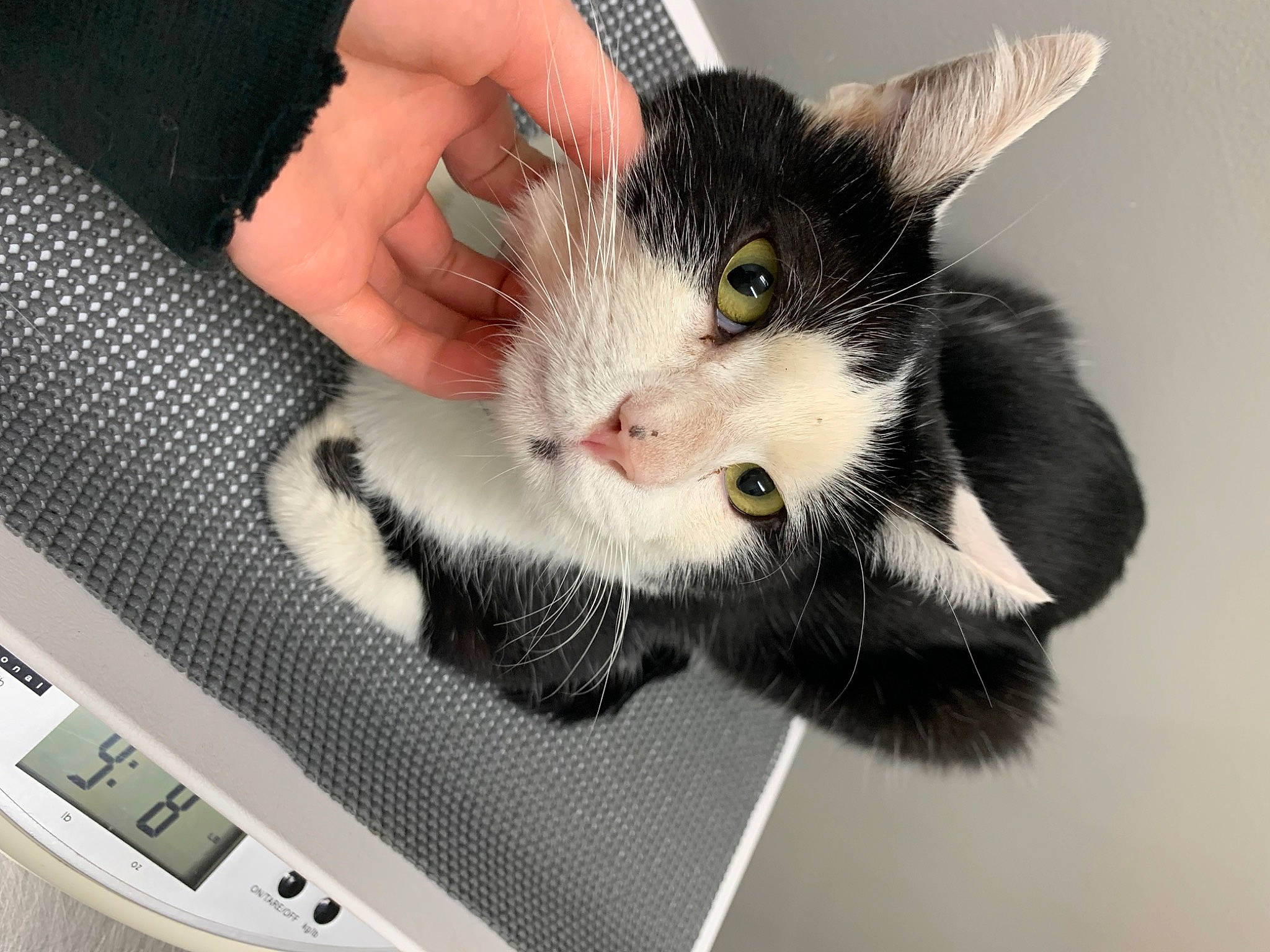 Smoke is registered to the contest to win money with this photo: box, carnivore, cat, claw, domestic_short_haired_cat, felidae, finger, fur, gadget, gesture, hand, input_device, laptop, multimedia, nail, paw, personal_computer, small_to_medium_sized_cats, snout, whiskers