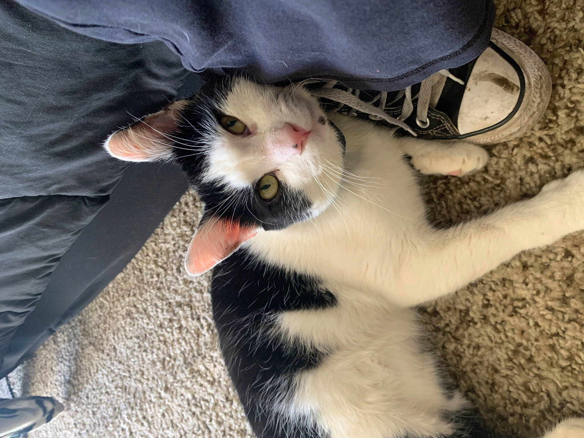 Smoke joined the competition — help win amazing prizes! carnivore, cat, claw, comfort, denim, domestic_short_haired_cat, fawn, felidae, foot, fur, gesture, human_leg, lap, nail, paw, small_to_medium_sized_cats, snout, tail, toe, whiskers