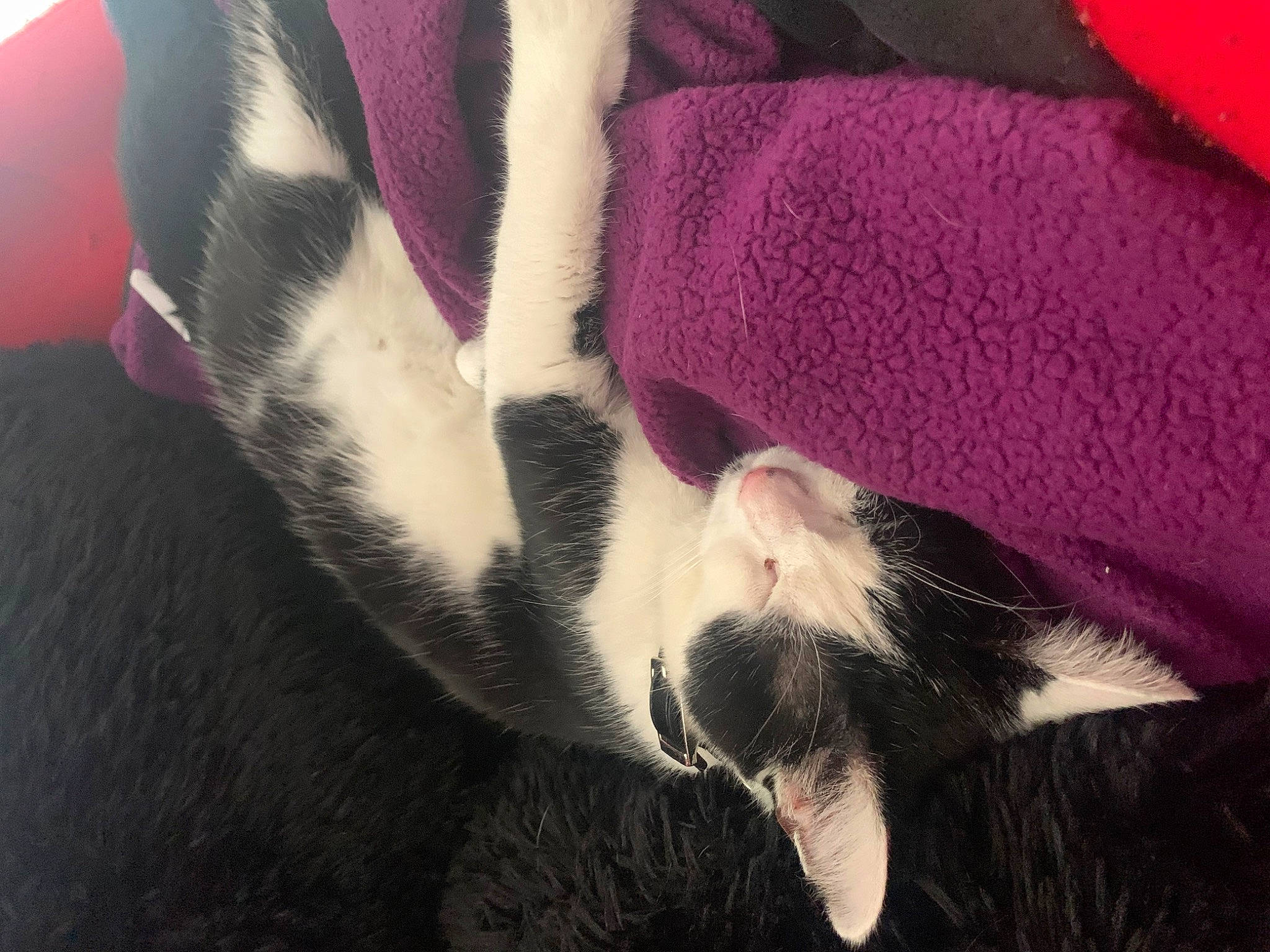 Smoke joined the competition — help win amazing prizes! canidae, carmine, carnivore, cat, close_up, comfort, companion_dog, dog_breed, domestic_short_haired_cat, felidae, fur, grey, human_leg, magenta, paw, small_to_medium_sized_cats, snout, tail, textile, whiskers