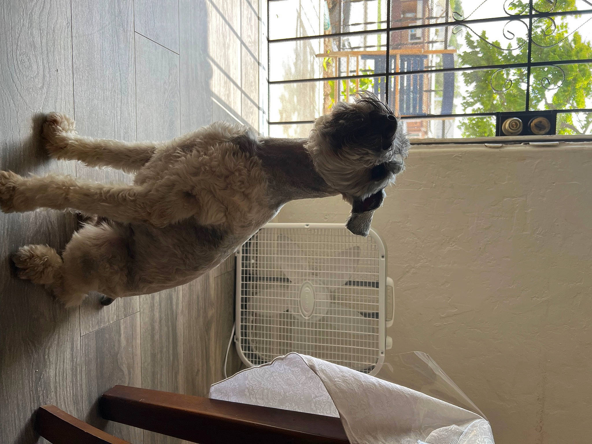 Benito joined the competition — help win amazing prizes! art, big_cats, cage, fawn, felidae, fur, metal, room, sculpture, small_to_medium_sized_cats, statue, tail, terrestrial_animal, tree, vertebrate, visual_arts, whiskers, wildlife, window, wood