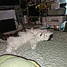 Romeo joined the competition — help win amazing prizes! cat, bed, quilt, fluffy, relaxed, indoor, printer, computer, monitor, flowers, vase, decor, wall_art, chair, pillow, blanket, houseplant, technology, cozy, sleeping
