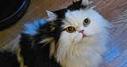 Romeo is registered to the contest to win money with this photo: animal, black_and_white, cat, close_up, curious, cute, domestic, ears, face, feline, fluffy, fur, indoor, looking_up, nose, pet, sitting, whiskers, wide_eyes, wooden_floor