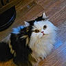Romeo is registered to the contest to win money with this photo: cat, fluffy, wide_eyes, black_and_white, wooden_floor, pet, indoor, curious, looking_up, feline, animal, whiskers, cute, domestic, fur, sitting, close_up, face, ears, nose