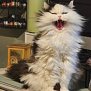 Romeo is registered to the contest to win money with this photo: cat, fluffy, long_hair, yawning, black_and_white, indoor, pet, feline, fur, teeth, tongue, household, shelf, bottles, decorative_box, cozy, animal, cute, portrait, domestic