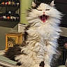 cat, fluffy, long_hair, yawning, black_and_white, indoor, pet, feline, fur, teeth, tongue, household, shelf, bottles, decorative_box, cozy, animal, cute, portrait, domestic