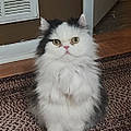 Cherie L.