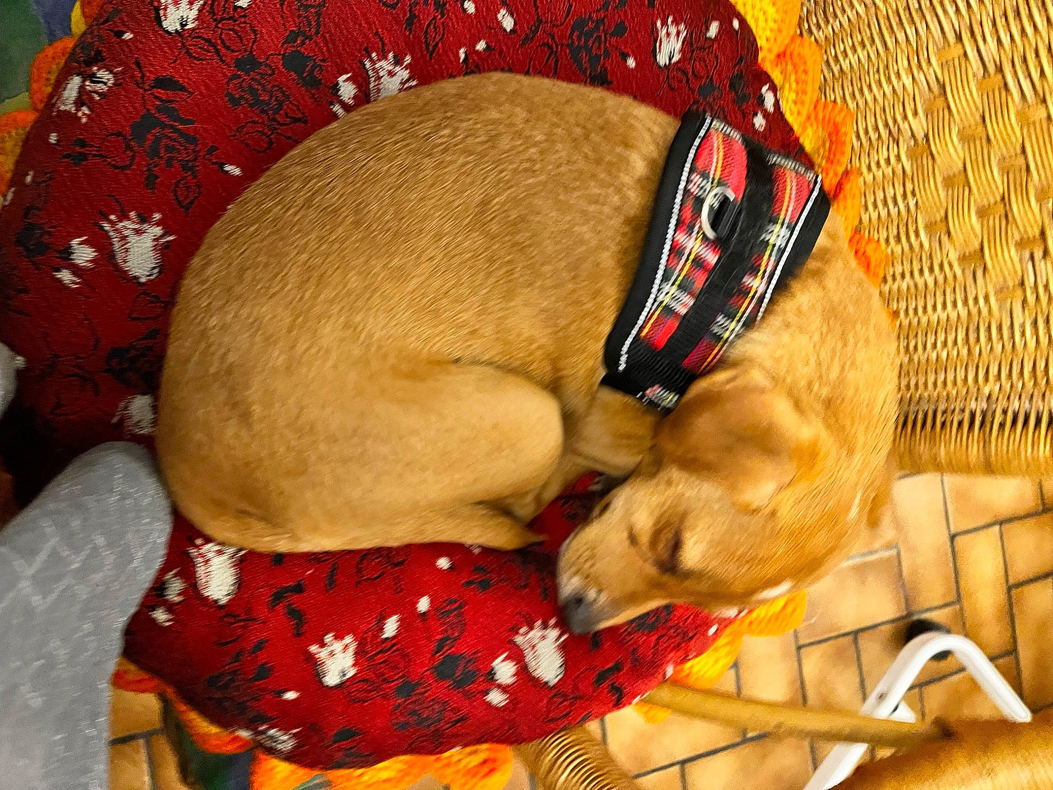 Biscuit participe au concours pour gagner de l'argent avec cette photo : canidae, carnivore, collar, comfort, companion_dog, dog, dog_breed, dog_collar, dog_supply, fawn, guard_dog, leash, liver, nap, pet_supply, sleep, snout, sporting_group, tail, working_animal