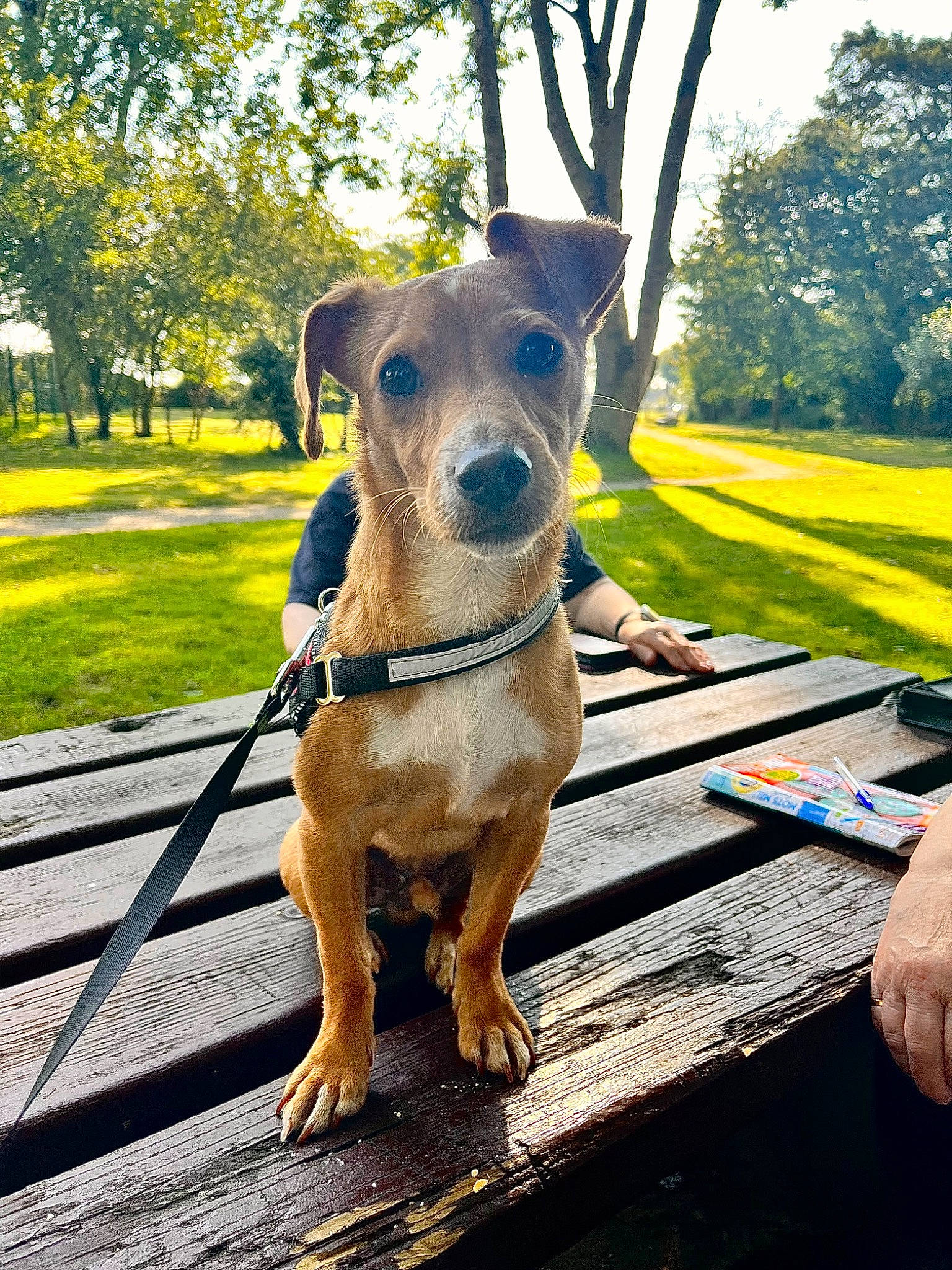 Biscuit a rejoint le concours — aidez-le/la à gagner de superbes lots ! carnivore, chair, collar, companion_dog, dog, dog_breed, dog_collar, dog_supply, fawn, grass, outdoor_furniture, pet_supply, plant, sky, snout, sporting_group, tree, whiskers, wood, working_animal