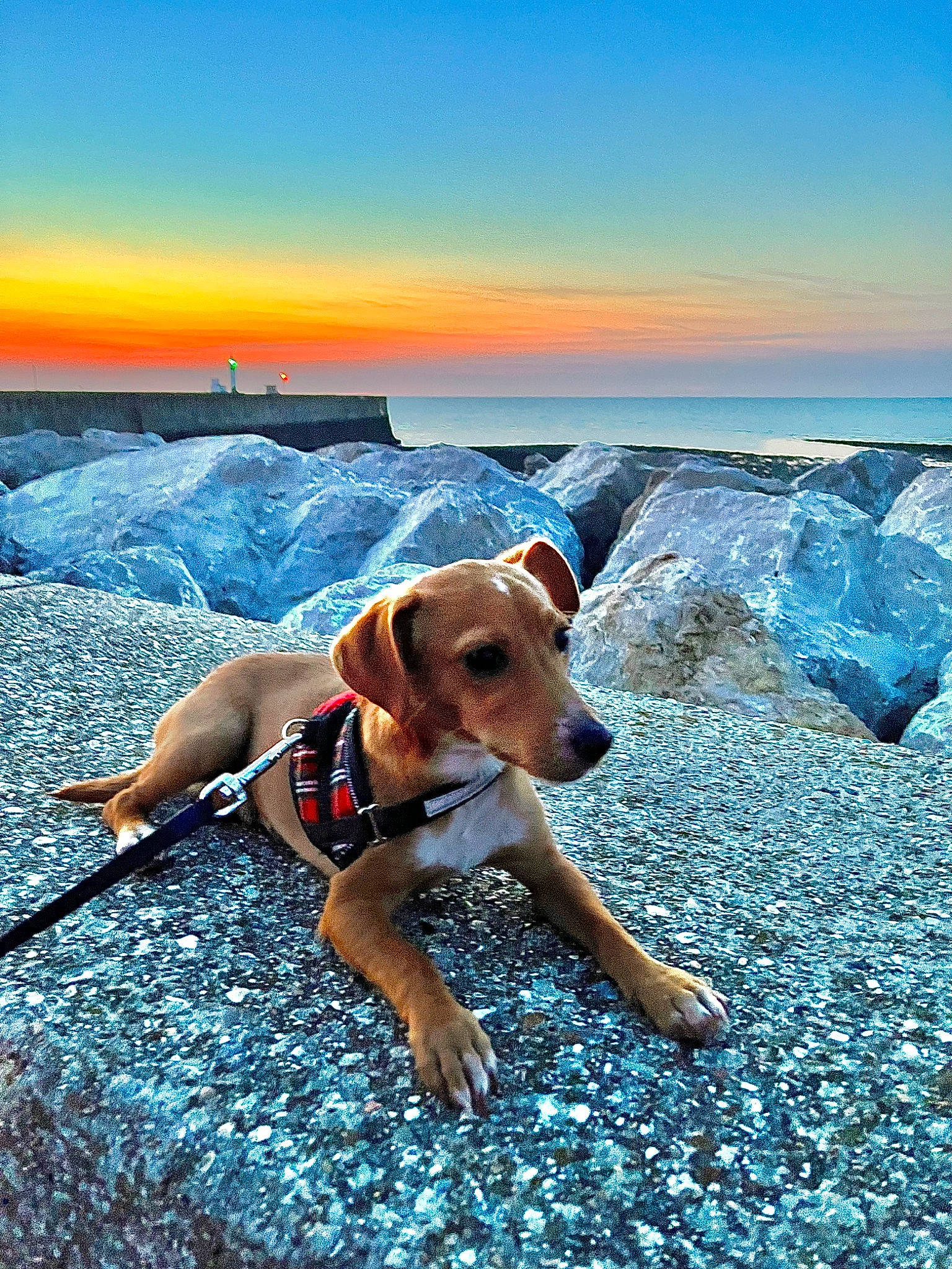 Biscuit a rejoint le concours — aidez-le/la à gagner de superbes lots ! adventure, azure, carnivore, cloud, coast, companion_dog, dog, dog_breed, electric_blue, fawn, horizon, landscape, leisure, ocean, recreation, rock, sand, sky, sporting_group, wilderness
