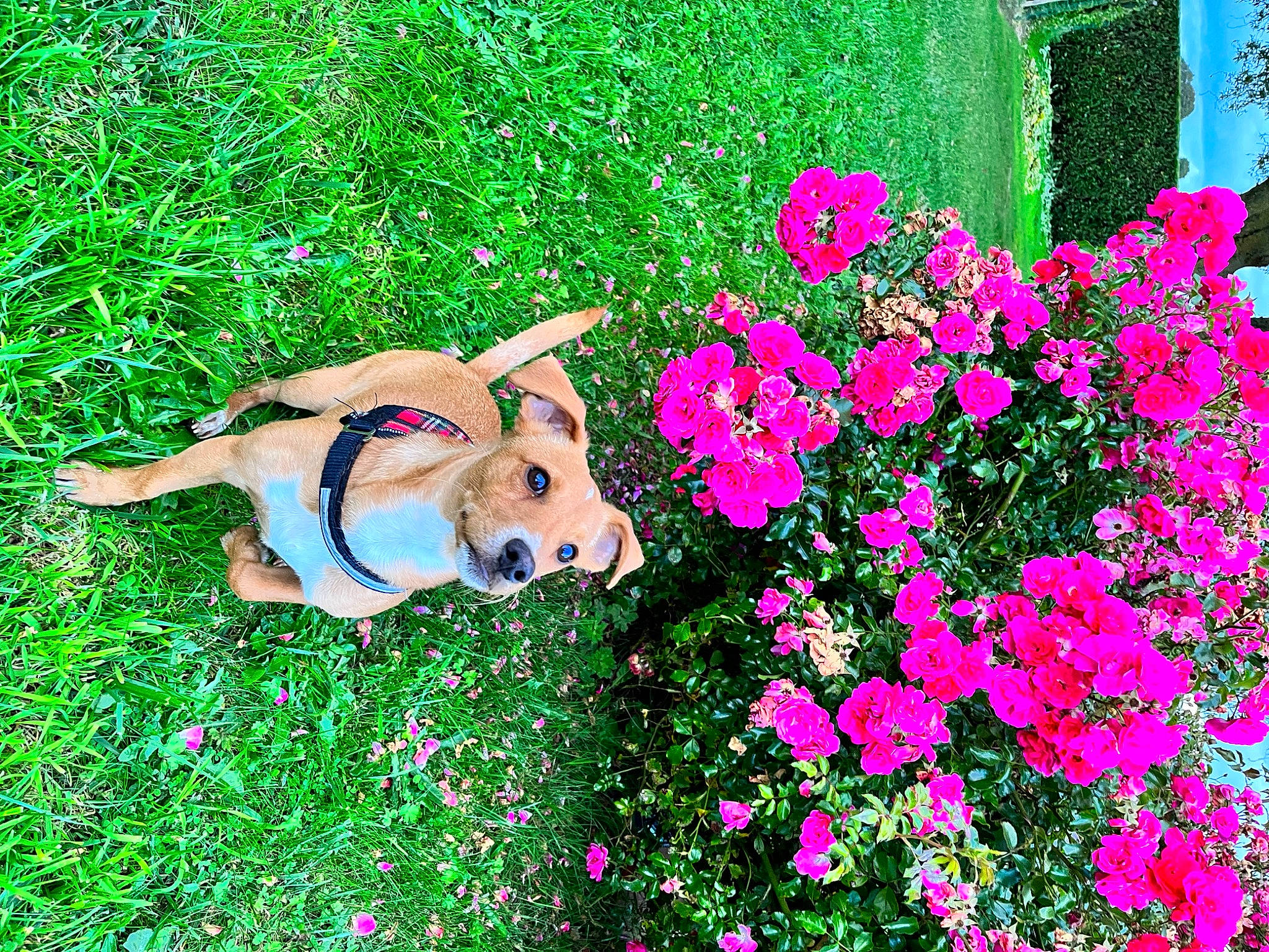 Biscuit a rejoint le concours — aidez-le/la à gagner de superbes lots ! annual_plant, carnivore, companion_dog, dog, dog_breed, fawn, flower, flowering_plant, grass, green, groundcover, happy, magenta, meadow, people_in_nature, petal, plant, rose_family, shrub, toy