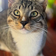 Riley joined the competition — help win amazing prizes! cat, tabby, close_up, pet, animal, whiskers, fur, green_eyes, indoor, curious, face, portrait, domestic_cat, cute, feline, mammal, focus, soft_background, sitting, paws