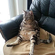 Canabis a rejoint le concours — aidez-le/la à gagner de superbes lots ! cat, tabby, pet, animal, indoor, chair, leather, furniture, relaxed, sitting, striped, furry, cute, domestic, cozy, blanket, paw, tail, looking_away, home