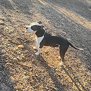 Dale Roy joined the competition — help win amazing prizes! alert, animal, black_and_white, canine, daytime, dog, ears, fur, ground, nature, outdoor, pet, quiet, rocky_ground, shadow, side_view, standing, sunlight, sunny, tail
