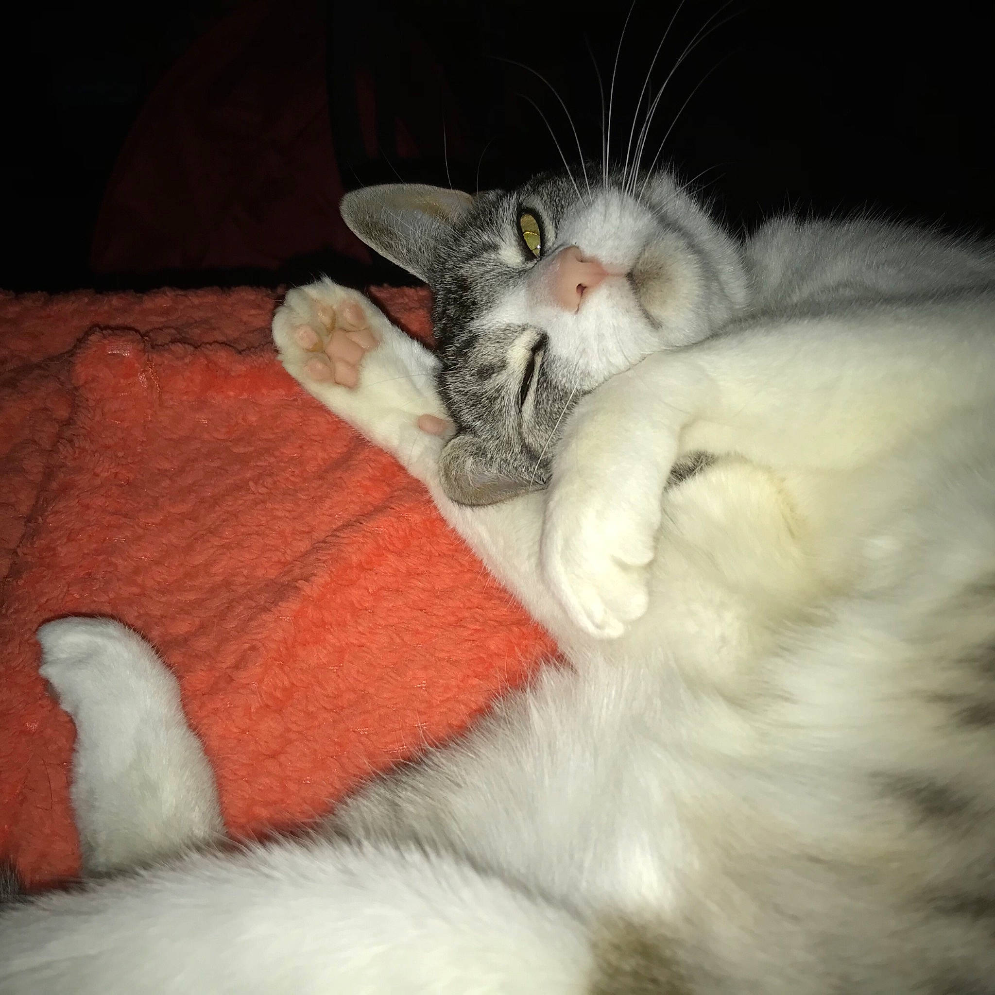 Mystie a rejoint le concours — aidez-le/la à gagner de superbes lots ! american_curl, asian, burmilla, carnivore, cat, claw, domestic_long_haired_cat, ear, felidae, fur, nap, nose, ojos_azules, paw, polydactyl_cat, small_to_medium_sized_cats, snout, turkish_angora, turkish_van, whiskers